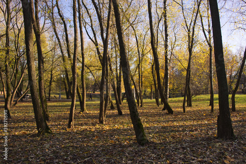 Autumn in city park. Sunlight shines through the trees trunks. The long shadows of trees. Fall season.