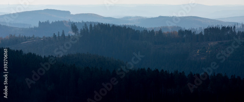a coniferous forest landscape in the evening