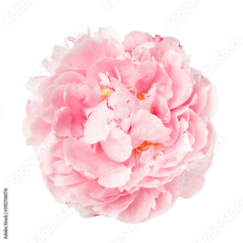 Delicate pink peony bud not opened. Studio shot isolate on white background flower.