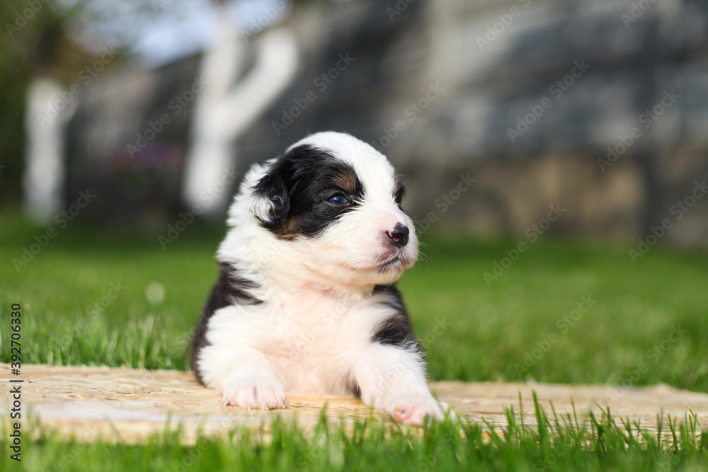 Australian Shepherd puppies outdoors