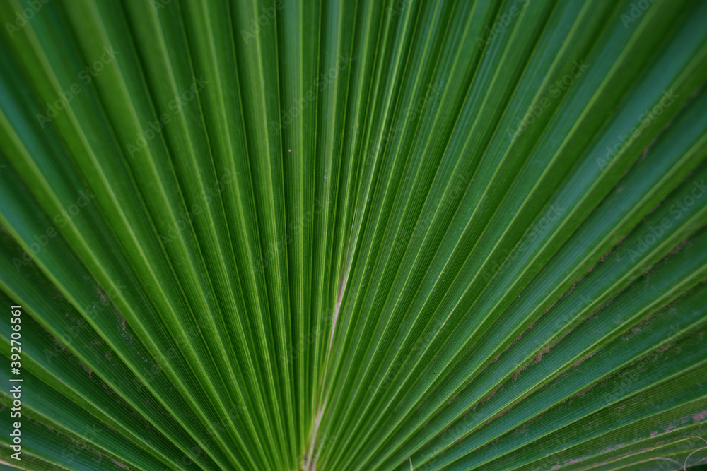 palm leaf close-up, nature background palm leaf close-up, nature background