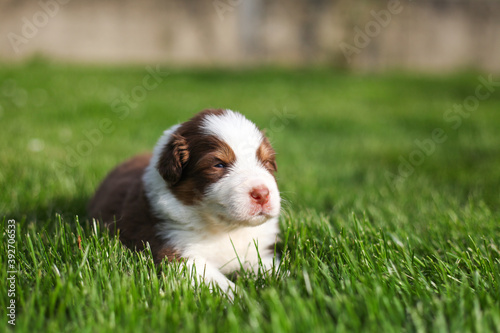 Australian Shepherd puppies outdoors