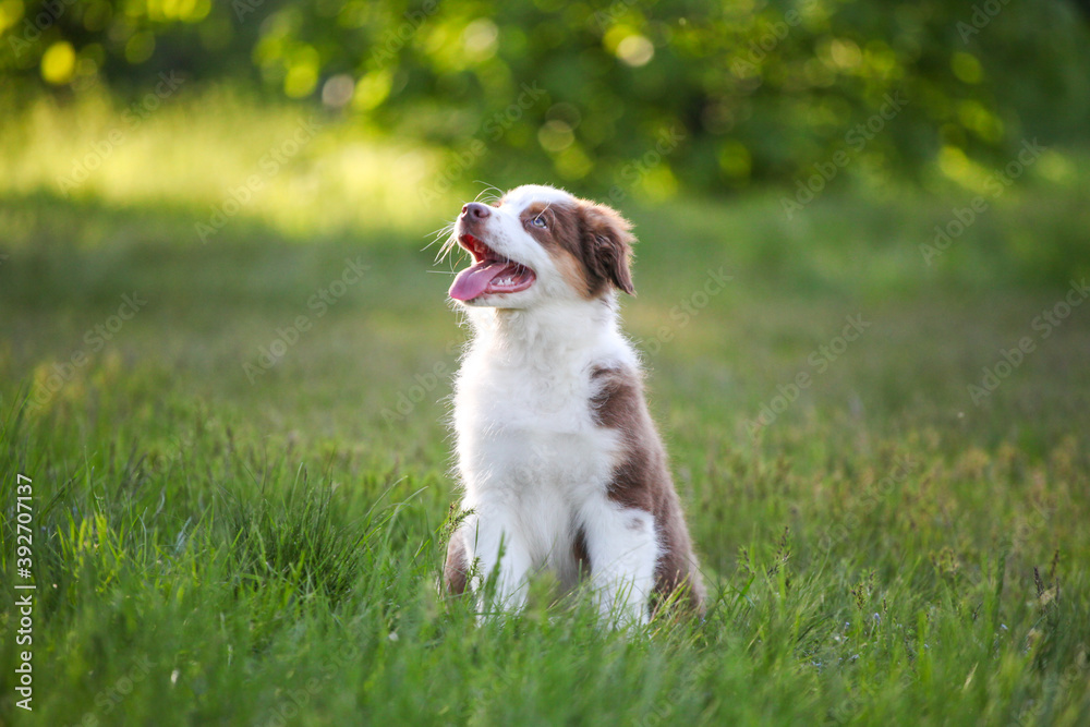 cute funny little puppy australian shepherd cute funny little puppy australian shepherd