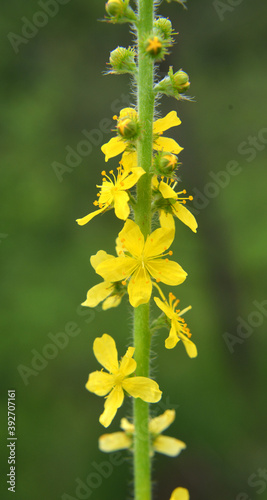 Agrimonia eupatoria blooms among herbs