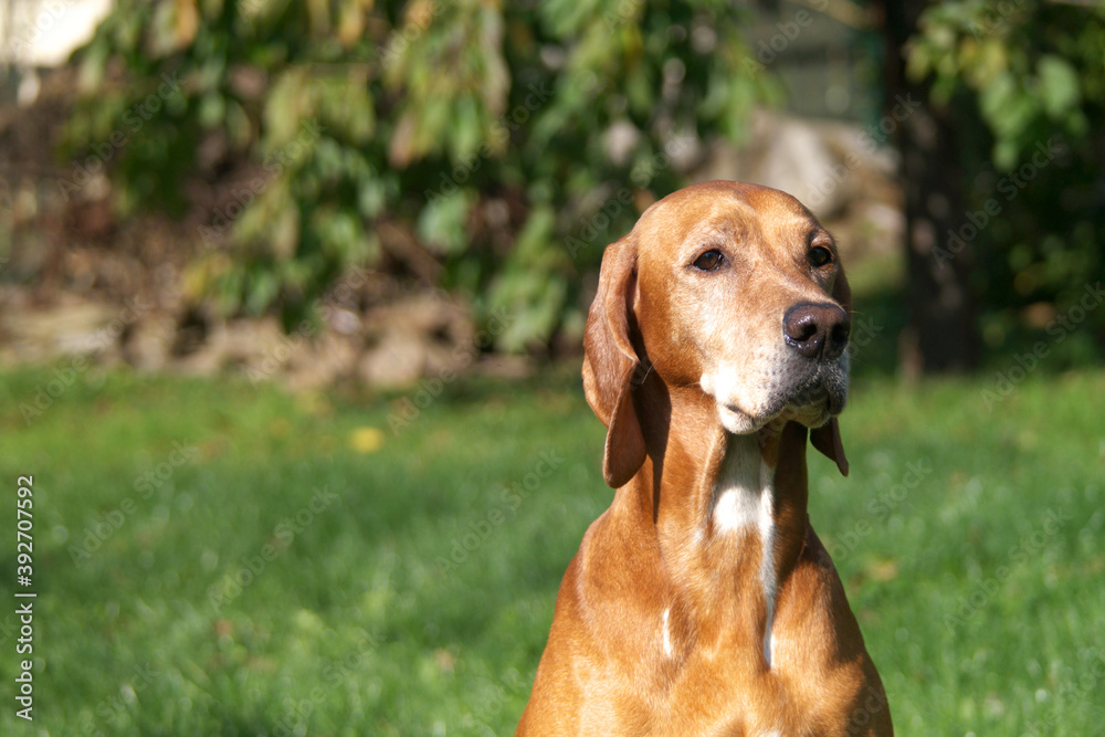Dog portrait of beatiful brown pointer lady, hunting dog. Female sitting on the garden and posing for photographer. Lovely sunny day, green grass. Dog portrait of beatiful brown pointer lady, hunting dog. Female sitting on the garden and posing for photographer. Lovely sunny day, green grass.
