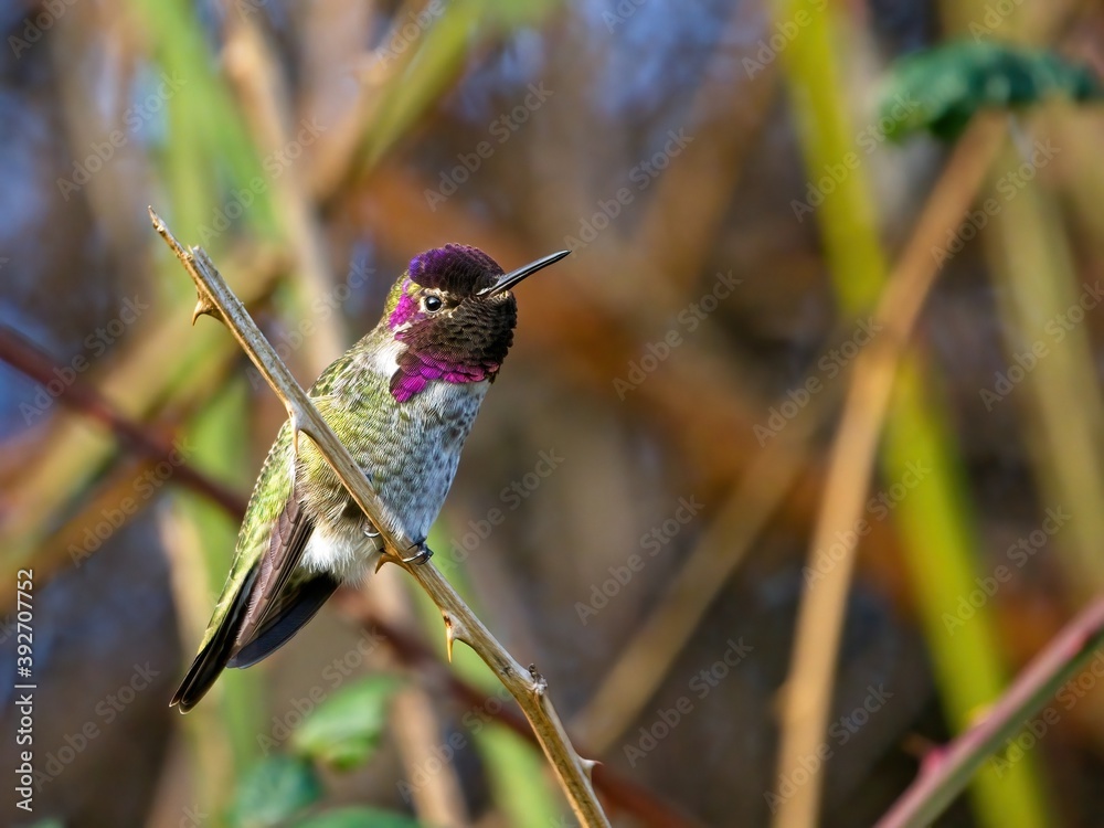 Fototapeta premium Anna's hummingbird perched
