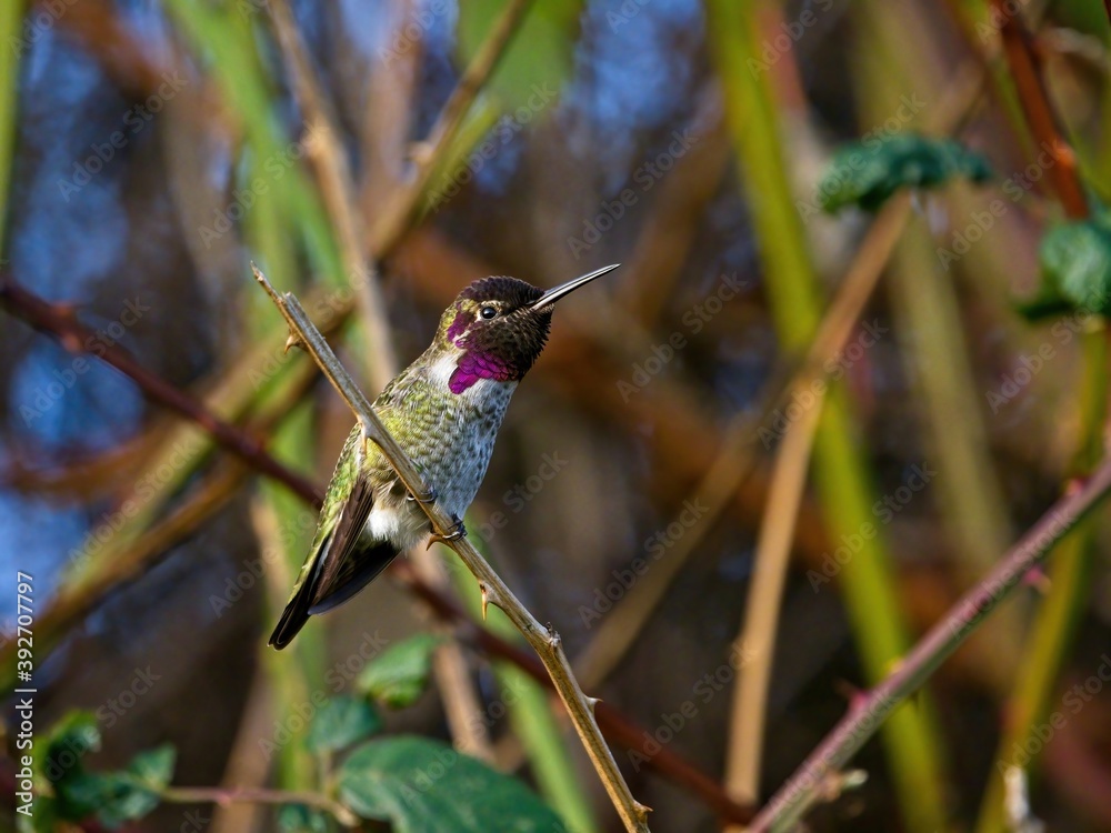 Obraz premium Anna's hummingbird perched