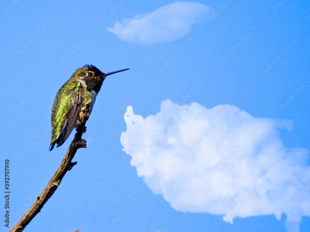 Fototapeta premium Anna's hummingbird perched