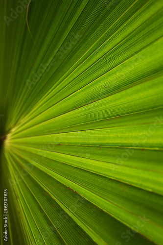 palm leaf close-up  nature background