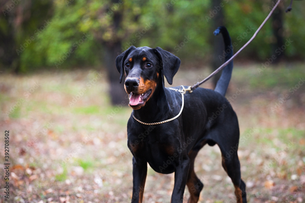 Beautiful doberman puppy looking at the camera Beautiful doberman puppy looking at the camera