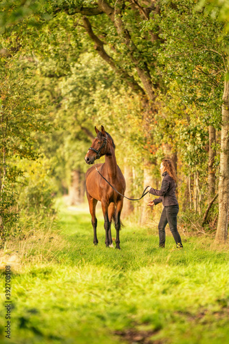 A brown horse and a young woman,in grass on a forest trail in the autumn evening sun