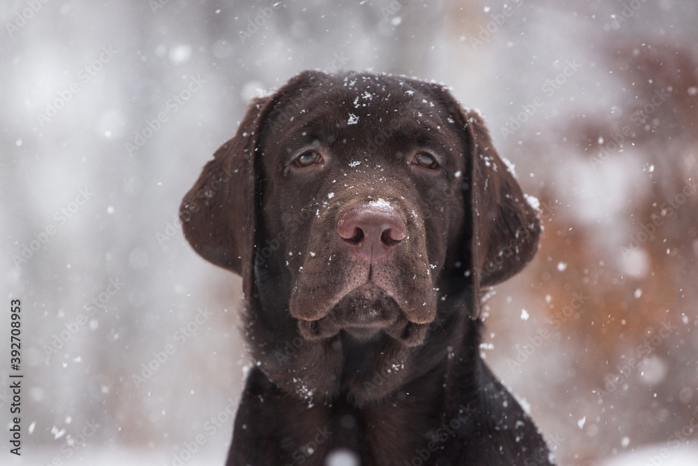 Labrador dog playing in snow in the winter outdoors Labrador dog playing in snow in the winter outdoors