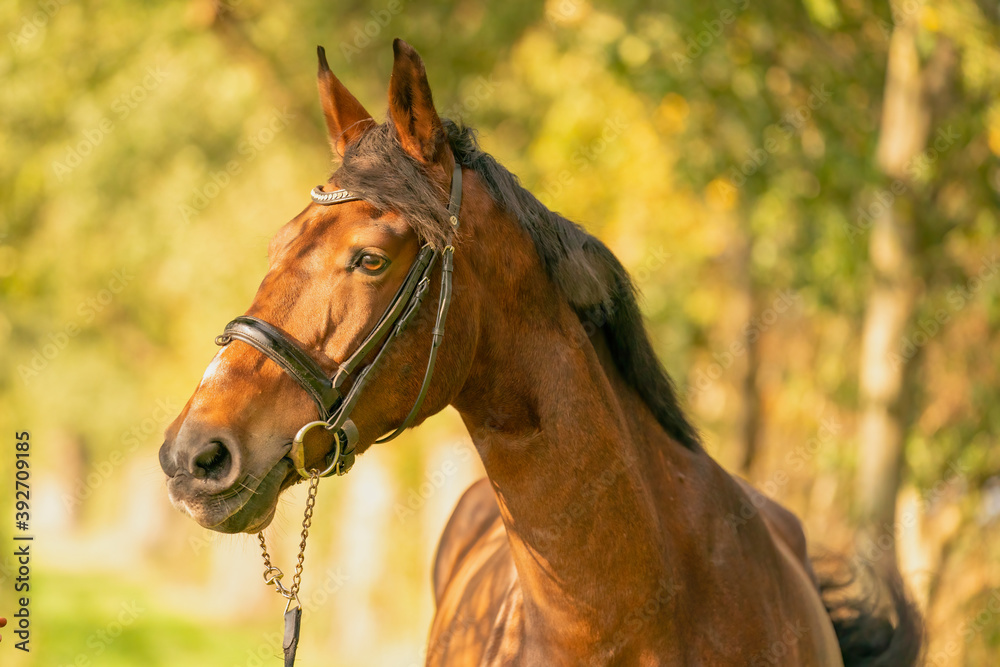 Obraz premium A brown horse head, in the autumn evening sun