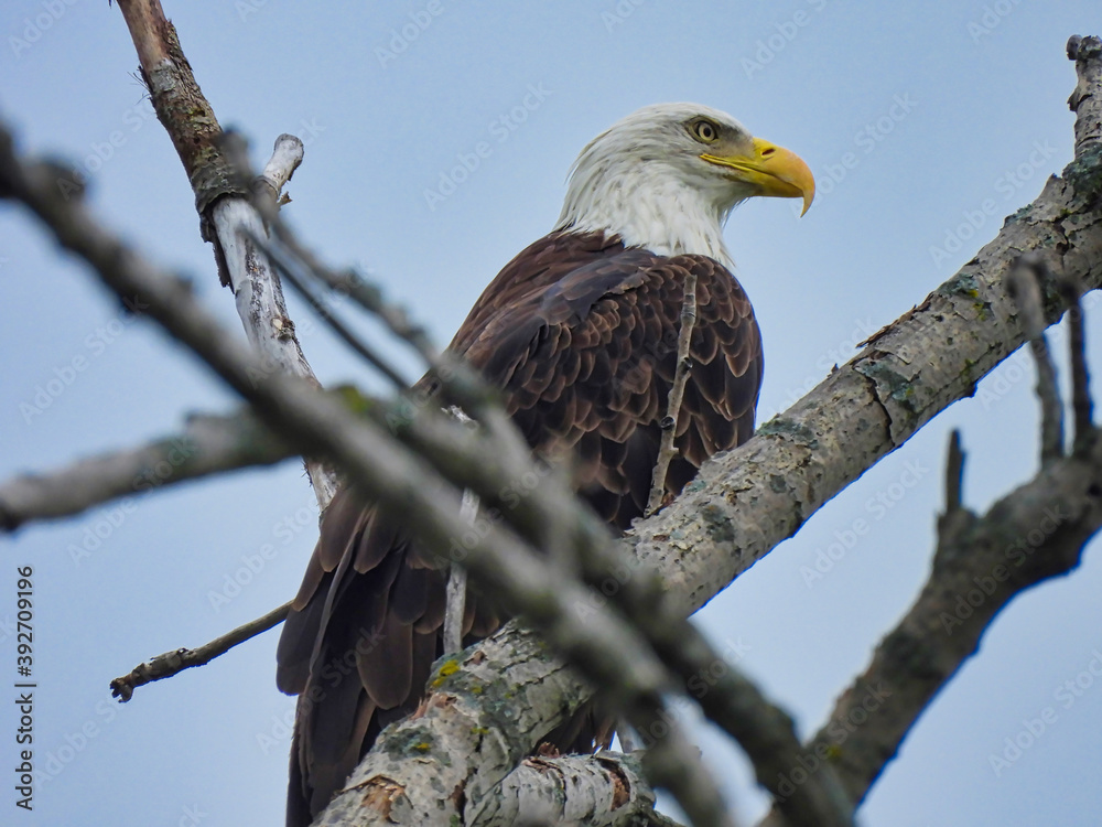Bald Eagle Perched in Tree: American Symbol Bald Eagle Perched Among Bare Tree Branches Looks Off to the Side Hunting for Prey on an Overcast, Gray Cloudy Day Bald Eagle Perched in Tree: American Symbol Bald Eagle Perched Among Bare Tree Branches Looks Off to the Side Hunting for Prey on an Overcast, Gray Cloudy Day