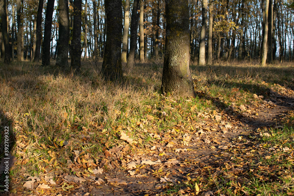Fototapeta premium Brightly colored forest in autumn at sunset