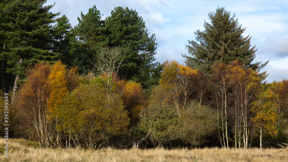 Autumn Colour, Tentsmuir Forest, Fife, Scotland Autumn Colour, Tentsmuir Forest, Fife, Scotland