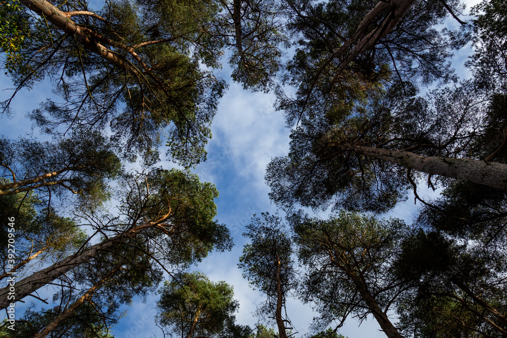 Fototapeta premium Scots Pine Trees, Looking towards the Sky