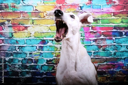 Canvas-taulu funny sighthound is sitting in front of a colorful brick wall and catching food