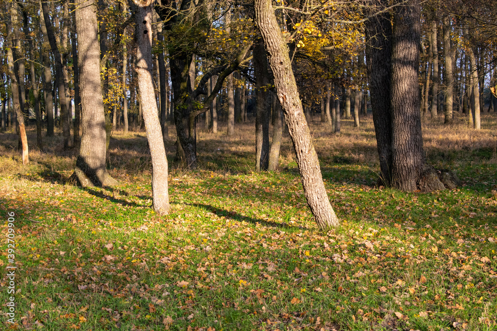 Fototapeta premium Brightly colored forest in autumn at sunset