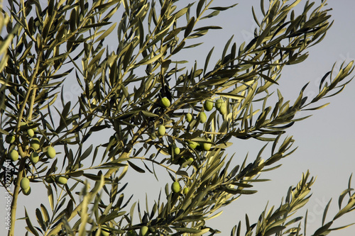 olive trees © sayilan