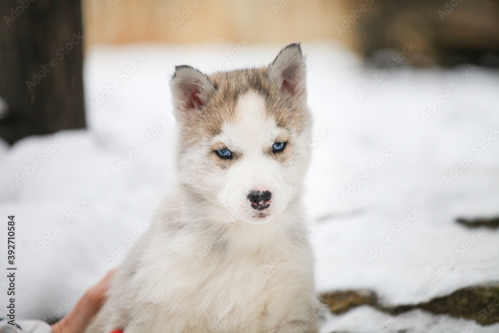 Fototapeta premium Husky portrait i the snow