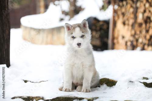 Husky portrait i the snow