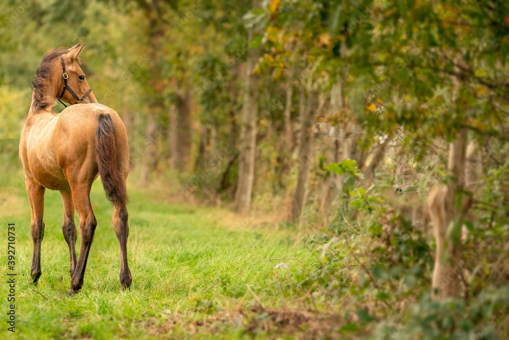 Naklejka premium Portrait of buckskin foal, the horse with halter stands in the forest. Seen from behind. Autumn sun