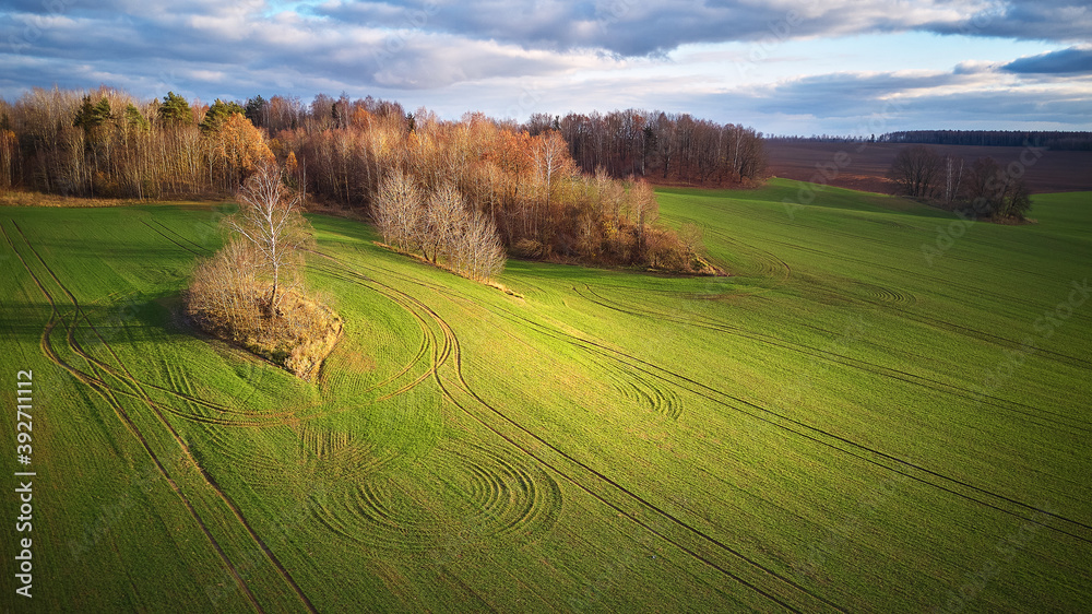 Beautiful green field. Winter cereal and blue, cloudy autumn sky
