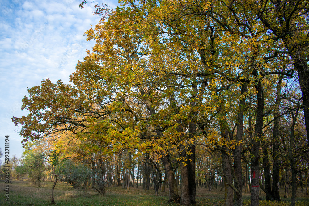 Brightly colored forest in autumn at sunset