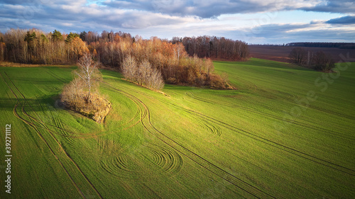 Obraz na płótnie Beautiful green field. Winter cereal and blue, cloudy autumn sky w salonie