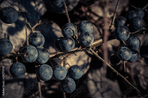 Blackthorn, sloe at a bunch. Macro.