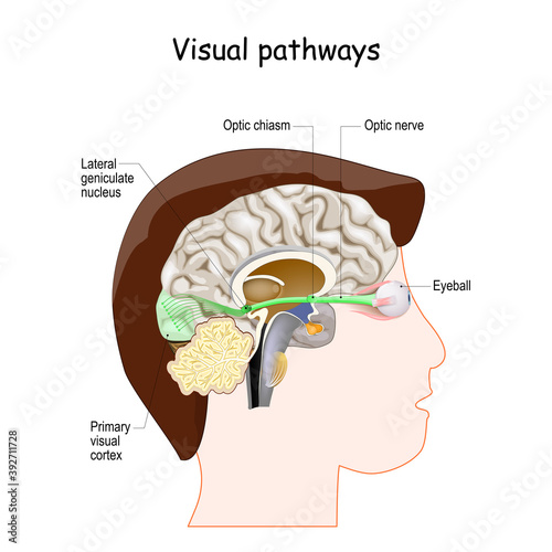 Visual Pathways and Optic nerve anatomy photo