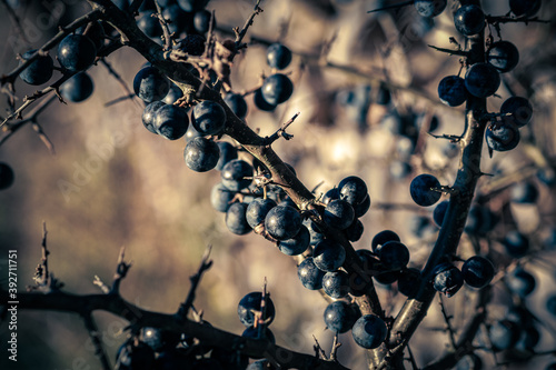 Blackthorn, sloe at a bunch. Closeup.