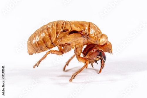 Close up view of a dead Cicada on a white background © Phillip