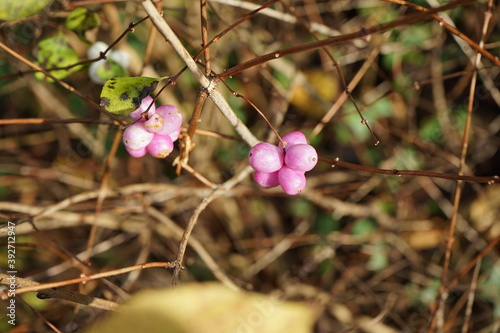 Schneebeere,Knallerbse,Symphoricarpos albus, Beeren im November photo