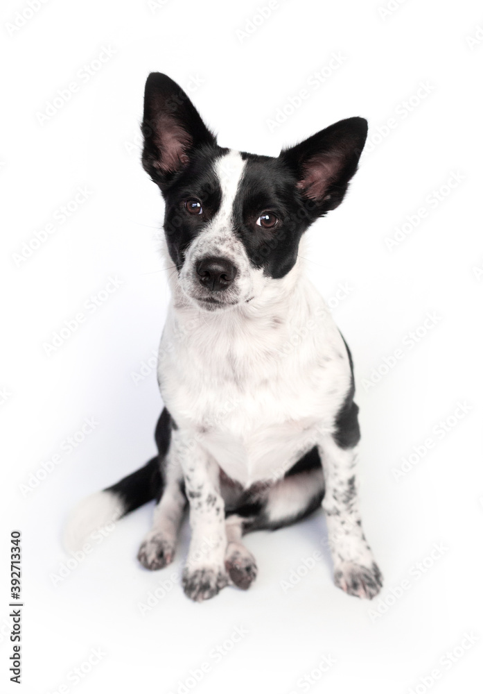 Dog Dog