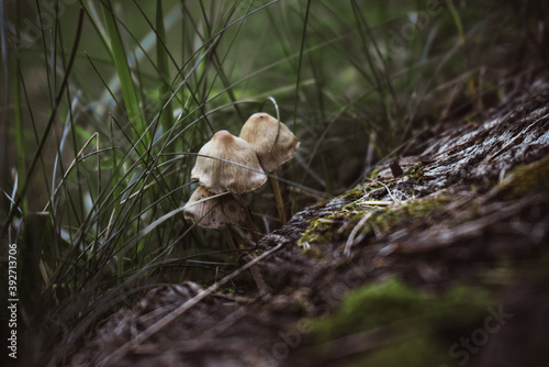 thin small autumn mushrooms grow near a tree in dense grass