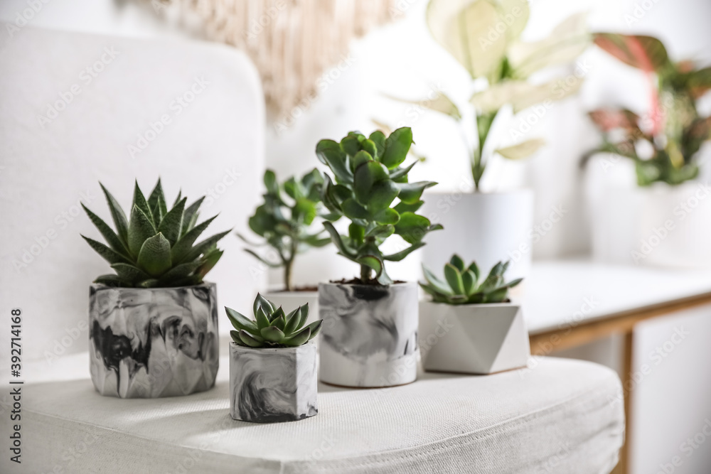 Beautiful succulents on chair indoors. Interior decoration