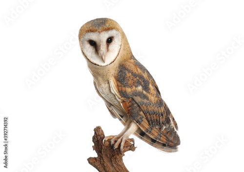 Beautiful common barn owl on twig against background