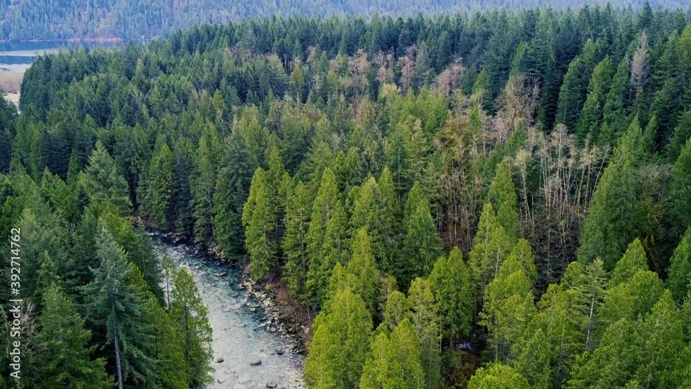 Aerial view of green pine forest and wild canadian river Aerial view of green pine forest and wild canadian river