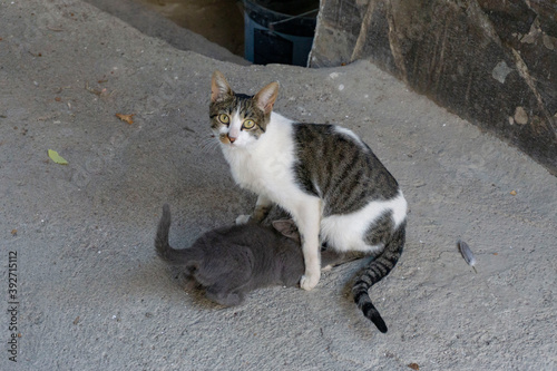 Mother cat breastfeeding her son photo