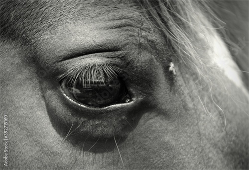 eye of the horse © Honza
