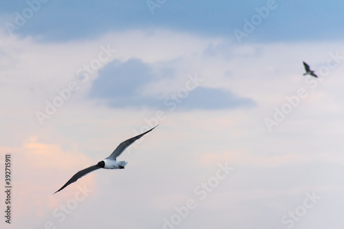 Seagull in flight durning sunrise or sunset.