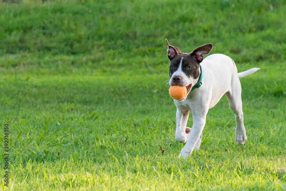American Bulldog puppy running with an orange tennis ball.