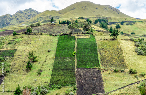 Ecuador, potato plantation in a  very steep green field. Near the Chimborazo National Park.