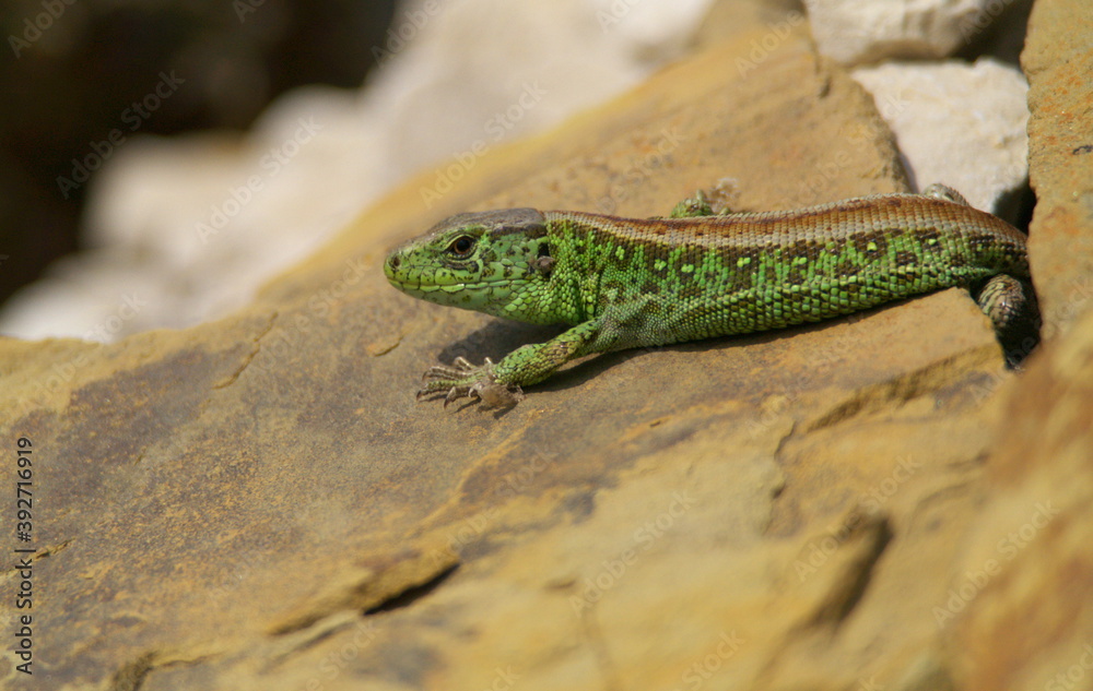 Male Sand lizard - Lacerta agilis is sunbathing and heating on the rock during sunny day Male Sand lizard - Lacerta agilis is sunbathing and heating on the rock during sunny day
