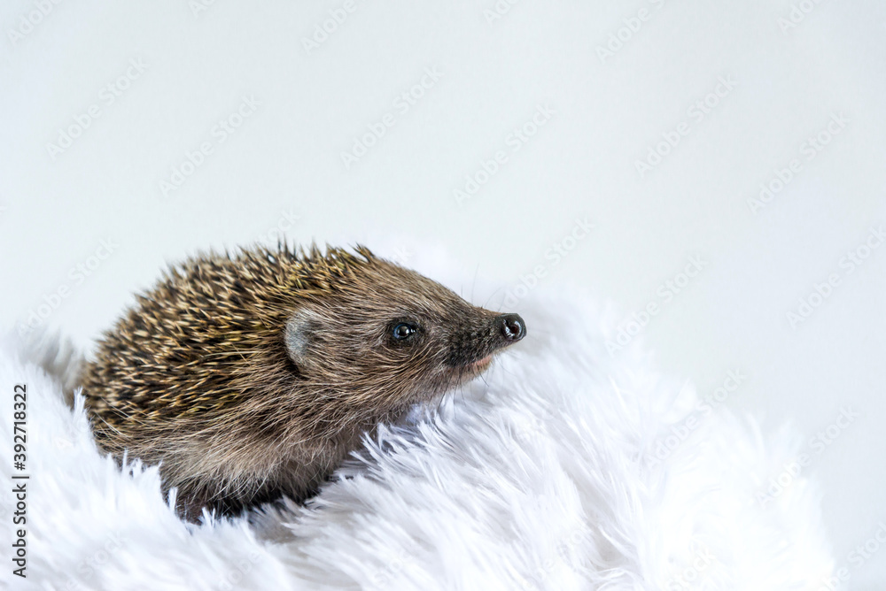 Obraz premium Beautiful wild hedgehog on a white background. Prickly animal posing on a fur blanket on the bed. Protection and domestication of forest animals. Space for text. Copy space