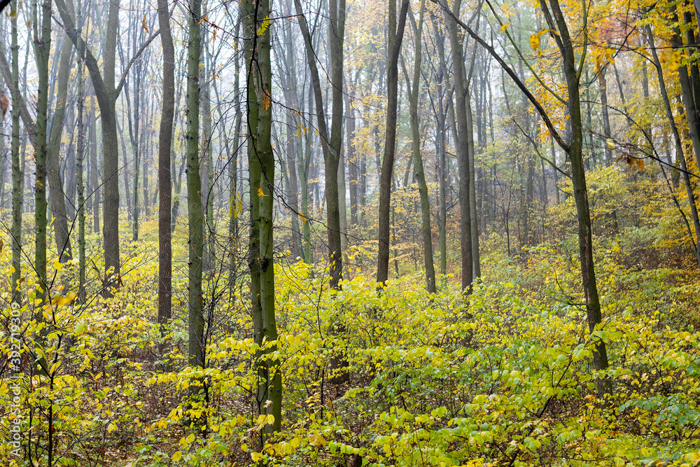 Fototapeta premium Romantic autumn fog in the rainy day in forest.
