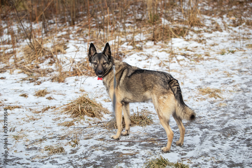 Mixed breed shepherd dog running in winter