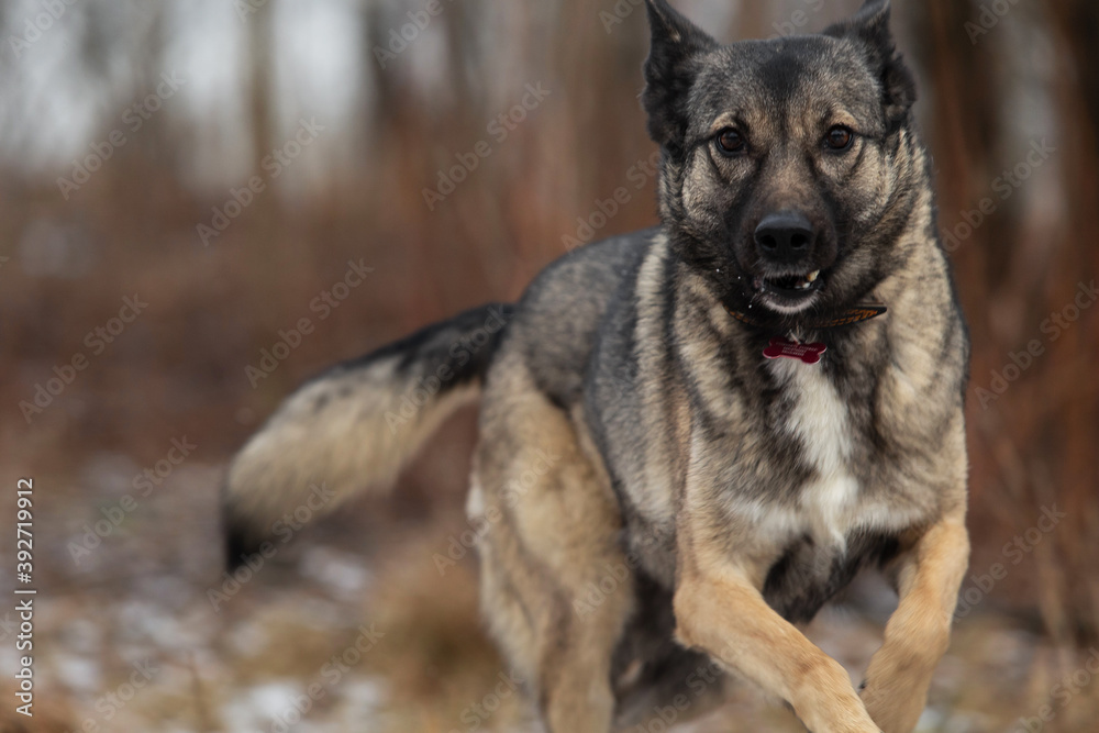 Mixed breed shepherd dog running in winter